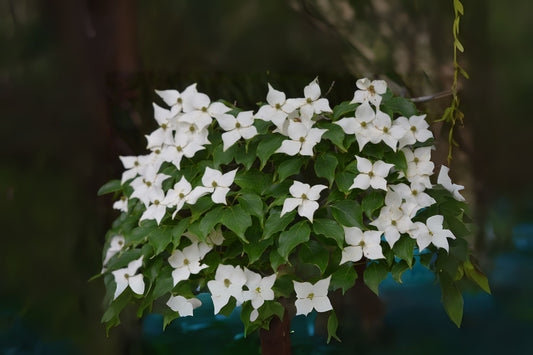 Kousa Dogwood (Cornus kousa)