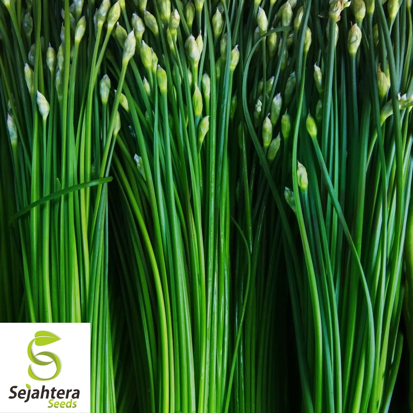 150 Garlic Chive Herb Seeds - Non-GMO, Aromatic & Versatile Herb