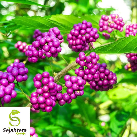 American Beautyberry Seeds {Callicarpa americana} 30+ Seeds