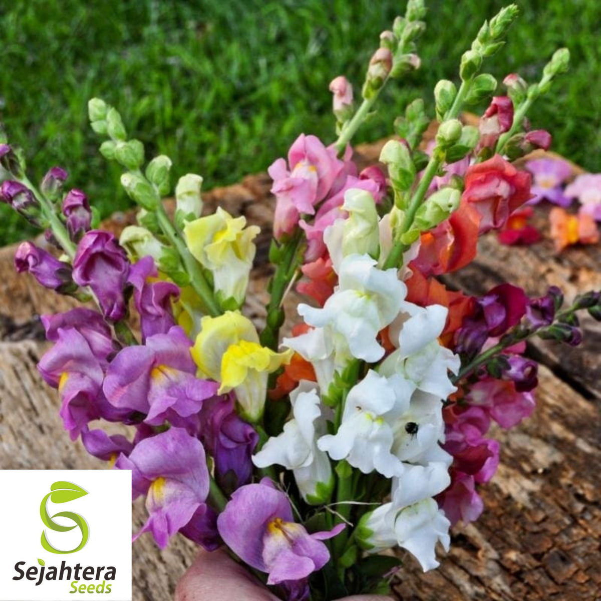 Snapdragon Tall Mix Seeds - 3000+ Bright Colors - Heirloom & Pollinator-Friendly