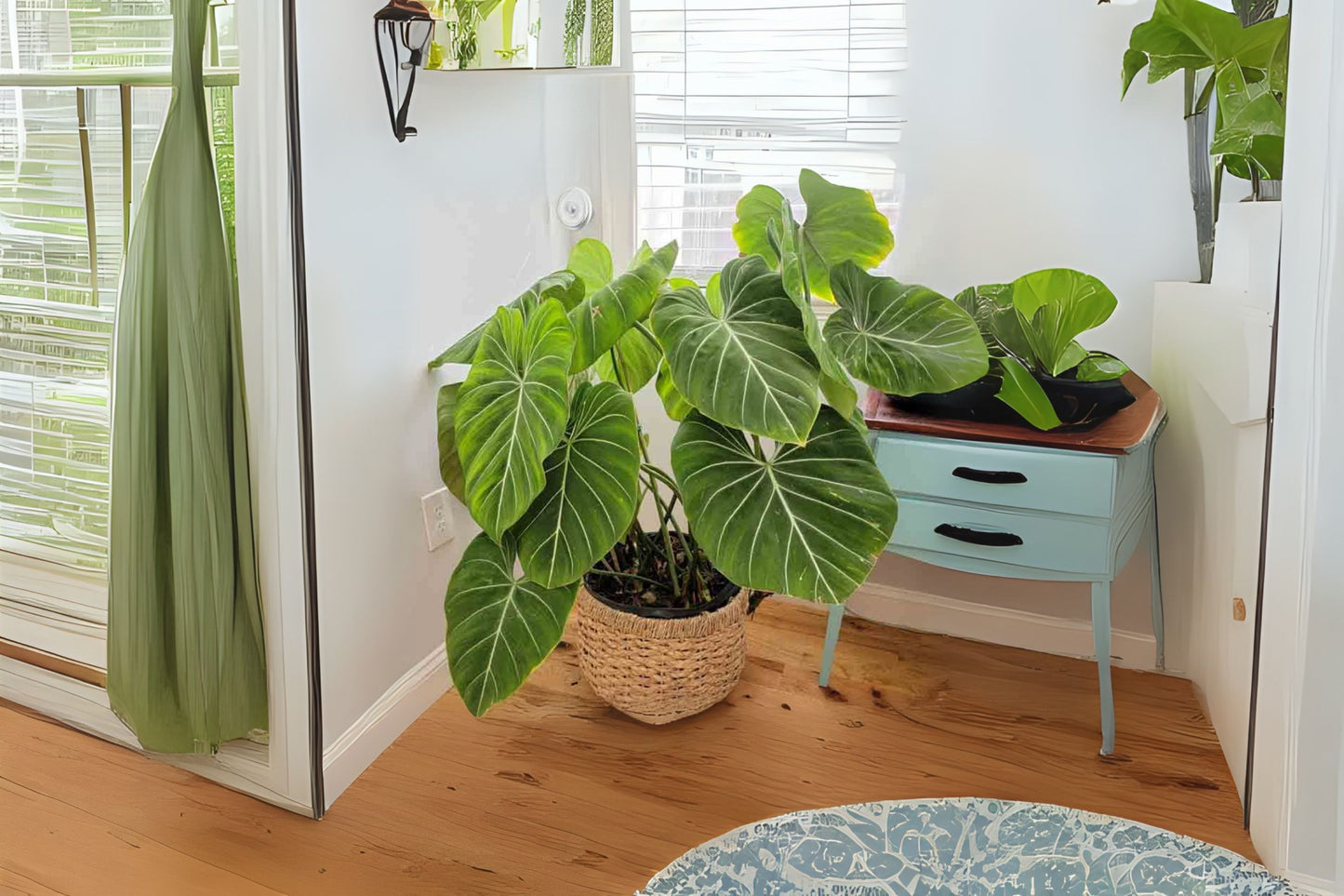 Philodendron ‘Gloriosum’ Plant in 3 Gallon Pot - Tropical Foliage Houseplant, Easy Care, Philodendron Gloriosum