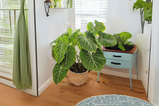 Philodendron ‘Gloriosum’ Plant in 3 Gallon Pot - Tropical Foliage Houseplant, Easy Care, Philodendron Gloriosum