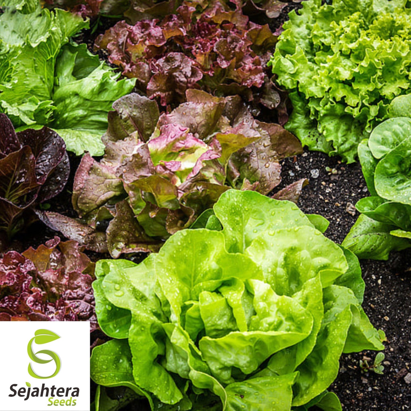 1000 Red Romaine Lettuce Seeds - Non-GMO, Vibrant & Crisp Greens