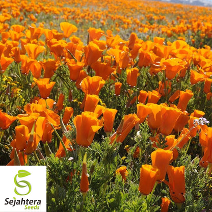 Orange California Poppy Seeds 500+ | Eschscholzia californica Flower USA