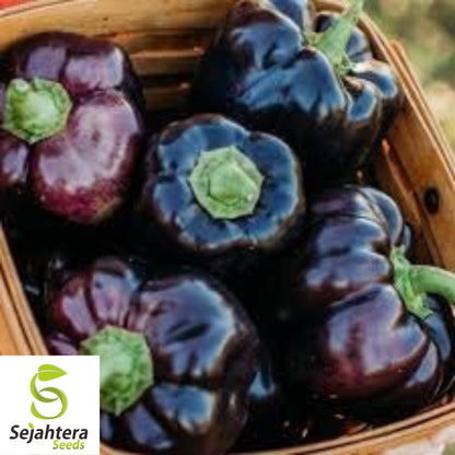 25 Purple Beauty Pepper Seeds - Non-GMO, Sweet & Vibrant Variety