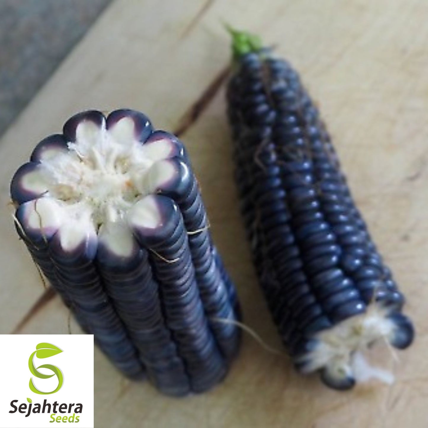 Hopi Blue Corn Seeds - 500+ Heirloom, Non-GMO, Organic & Rare Native Variety