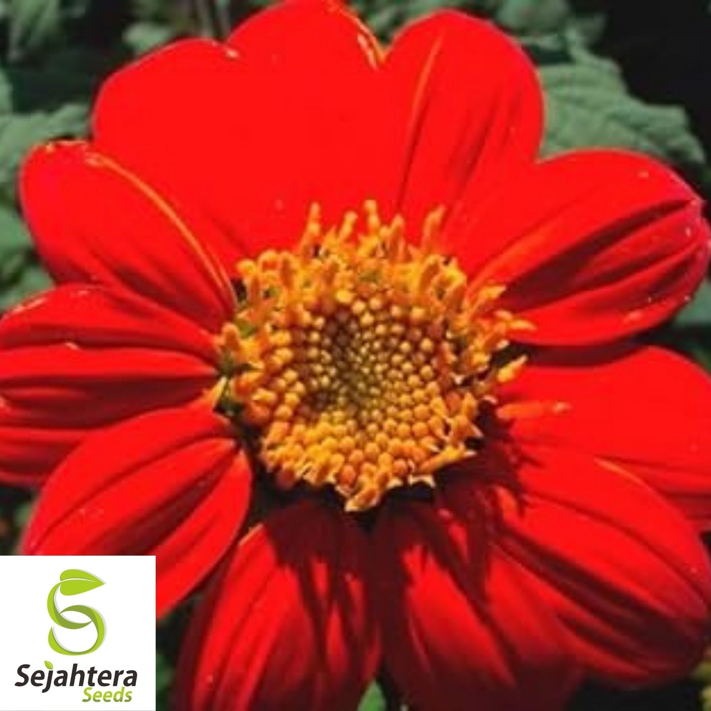 Mexican Sunflower Seeds 50+ | Tithonia Torch Bright Blooms NON-GMO USA