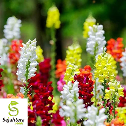 Snapdragon Tall Mix Seeds - 3000+ Bright Colors - Heirloom & Pollinator-Friendly