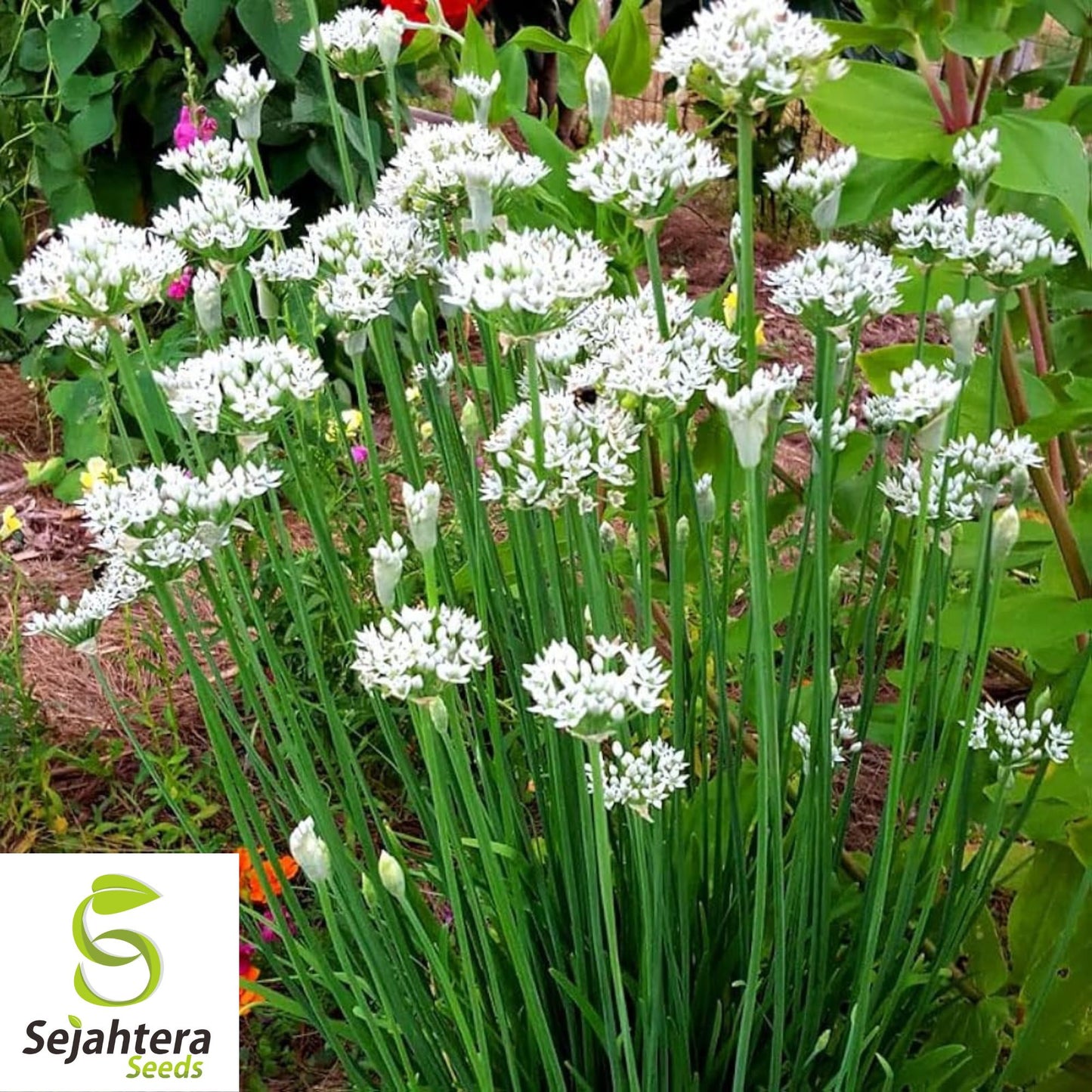 150 Garlic Chive Herb Seeds - Non-GMO, Aromatic & Versatile Herb