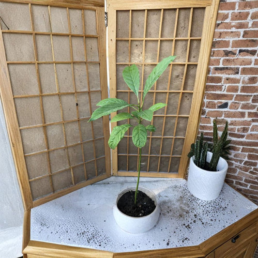 Avocado Tree – Persea americana Live Seedling | 20 Inches Tall | No Pot (Bare Root)  Tropical Fruit Starter | Ready to Plant | Backyard Friendly