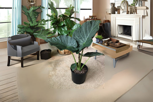 Alocasia Regal Shield Plant - 3 Gallon Pot - Tropical Houseplant - Alocasia 'Regal Shield' - Live Indoor Plant