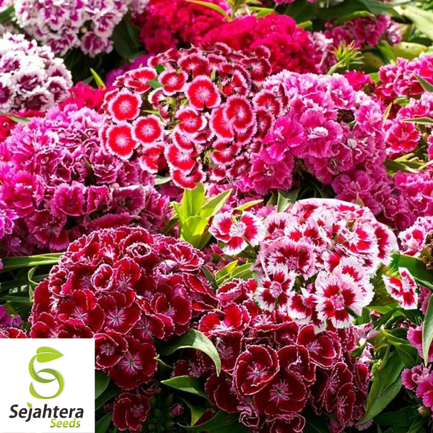 Sweet William Seeds - 200+ Heirloom Dianthus - Perennial, Fragrant & Colorful