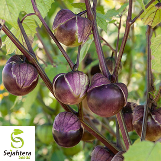 50 Deep Purple Tomatillo Seeds - Physalis ixocarpa, Non-GMO, Unique Vegetable