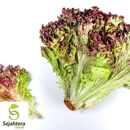 1000 Red Romaine Lettuce Seeds - Non-GMO, Vibrant & Crisp Greens