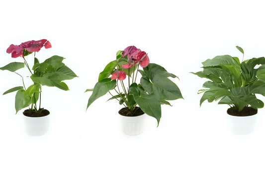 Anthurium Utah 6" Pot - Unique Purple Flowers - Live Houseplant (Anthurium spp.) - Tropical Plant from Miami, Florida
