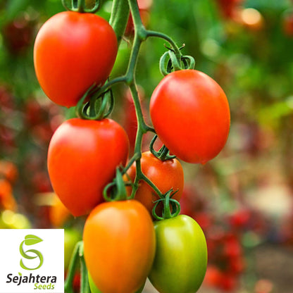 100 Rio Grande Tomato Seeds - Heirloom, Non-GMO, Versatile Garden Variety