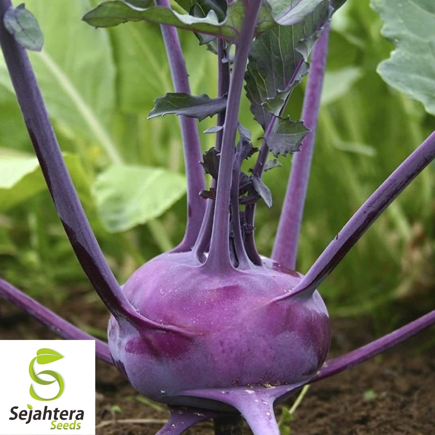 Kohlrabi Purple Vienna Seeds 500+ | Heirloom Vegetable NON-GMO USA