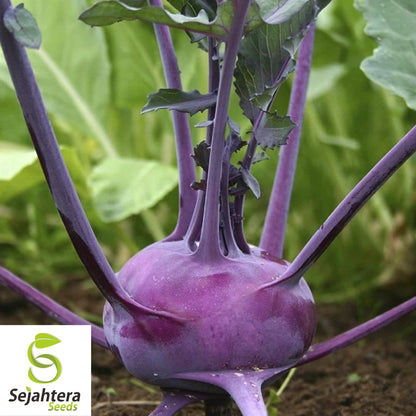 Kohlrabi Purple Vienna Seeds 500+ | Heirloom Vegetable NON-GMO USA