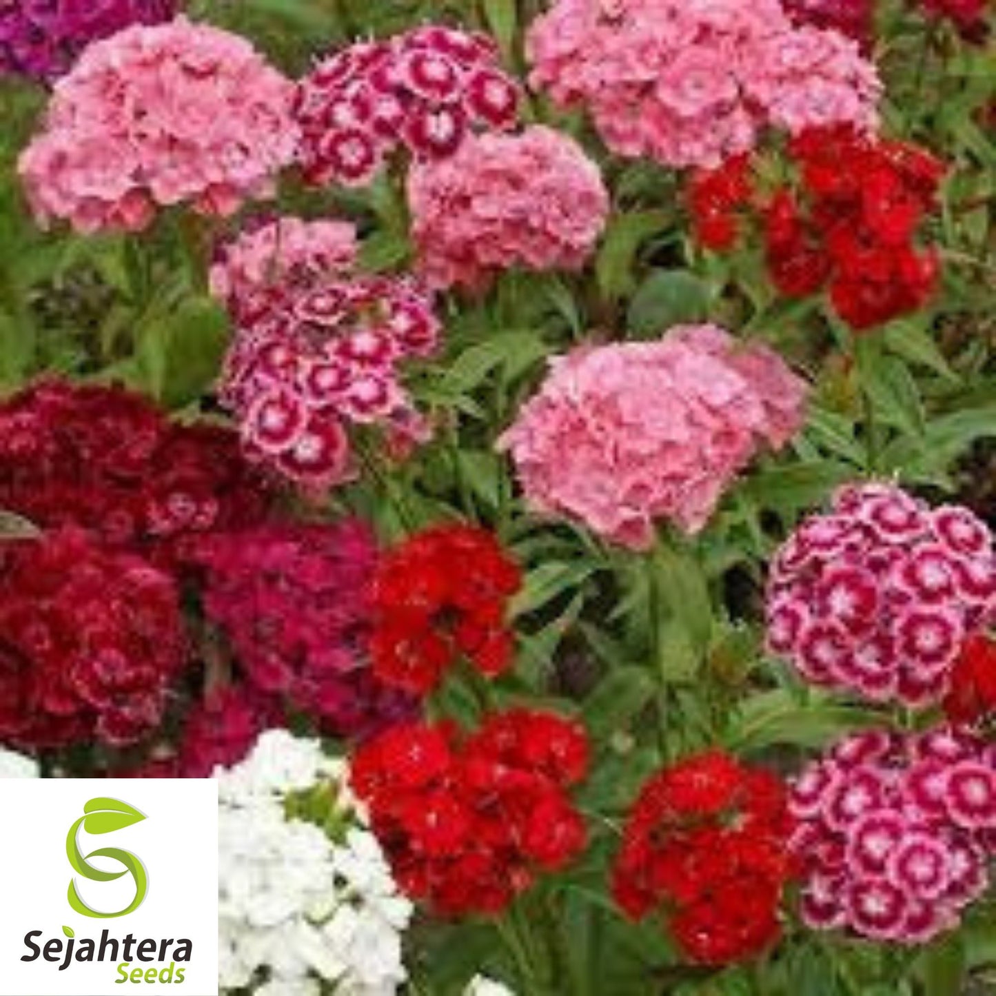 Sweet William Seeds - 200+ Heirloom Dianthus - Perennial, Fragrant & Colorful