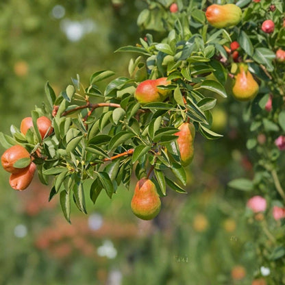 Ayers Pear Tree – Pyrus communis Grafted Bare Root Tree | Sugar Pear Variety | Ready to Plant  Southern Favorite | Fire Blight Resistant | Heavy Producer