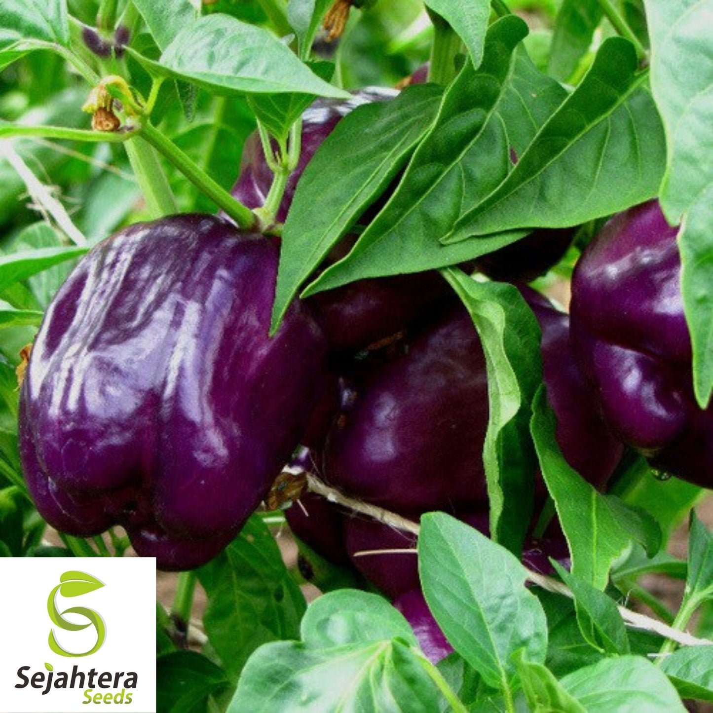 25 Purple Beauty Pepper Seeds - Non-GMO, Sweet & Vibrant Variety