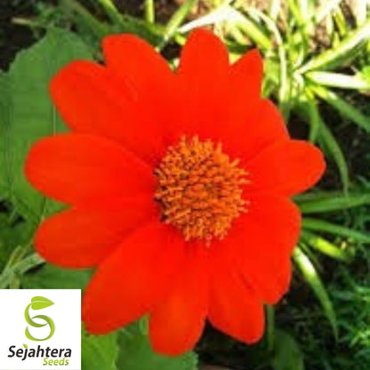 Mexican Sunflower Seeds 50+ | Tithonia Torch Bright Blooms NON-GMO USA