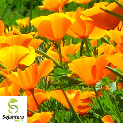 Orange California Poppy Seeds 500+ | Eschscholzia californica Flower USA