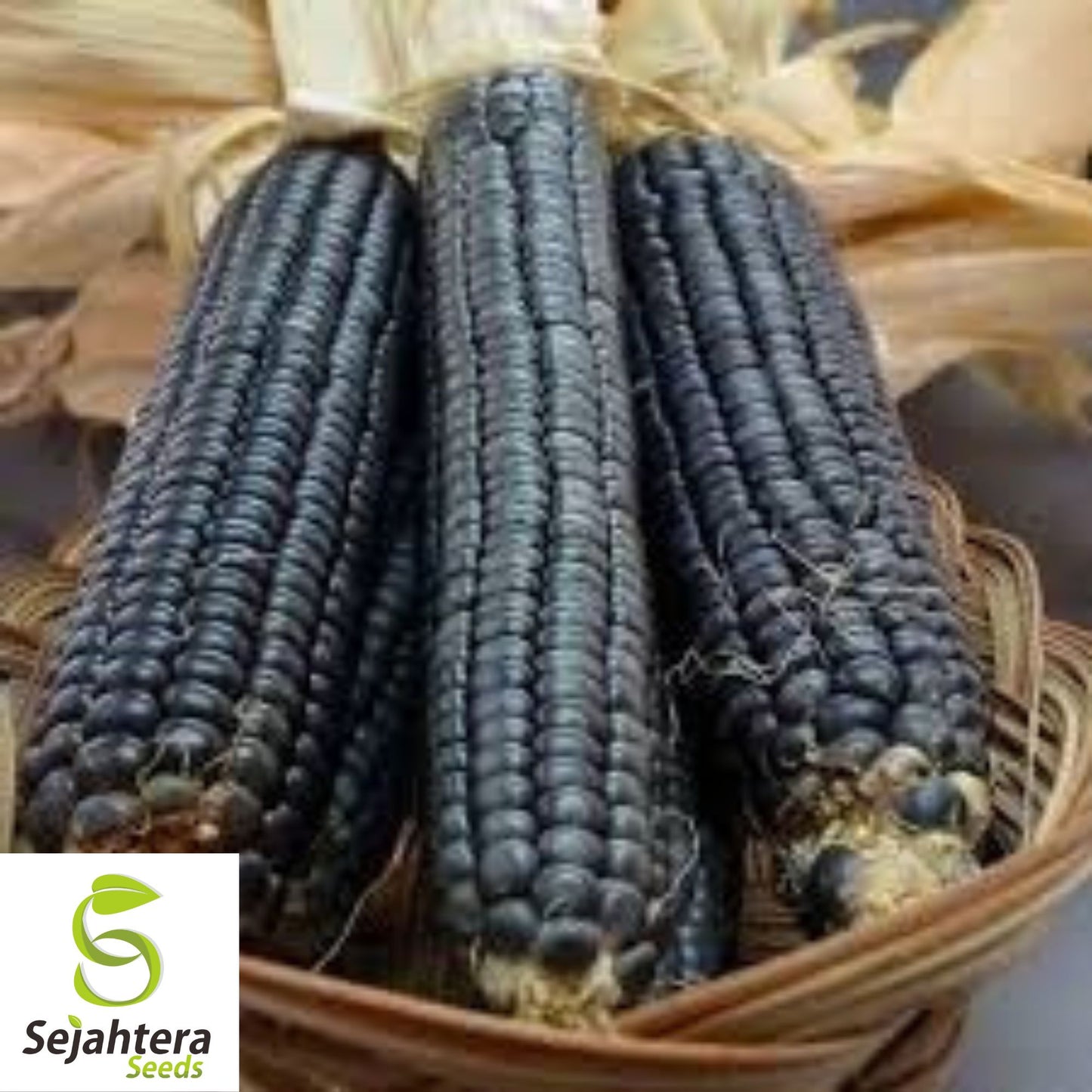 Hopi Blue Corn Seeds - 500+ Heirloom, Non-GMO, Organic & Rare Native Variety