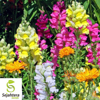Snapdragon Tall Mix Seeds - 3000+ Bright Colors - Heirloom & Pollinator-Friendly