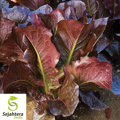 1000 Red Romaine Lettuce Seeds - Non-GMO, Vibrant & Crisp Greens