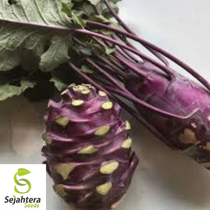 Kohlrabi Purple Vienna Seeds 500+ | Heirloom Vegetable NON-GMO USA