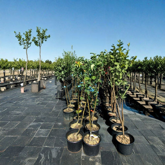 Shinsui Asian Pear – Pyrus pyrifolia 4–6 Ft Live Tree | Sweet Crisp Fruit | Ready to Plant  Mid-Season Asian Pear | Juicy Dessert Fruit | Cold Hardy