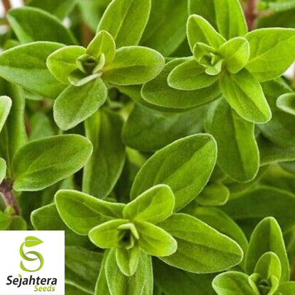 2000 Sweet Marjoram Seeds (Origanum majorana) - Non-GMO, Aromatic & Culinary Herb