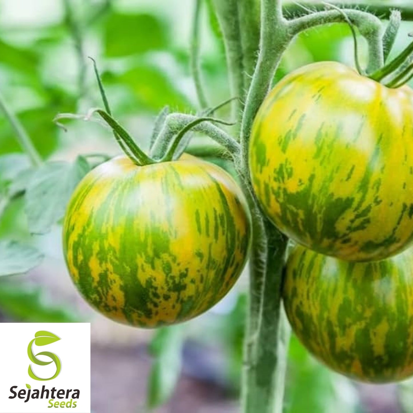 Green Zebra Tomato Seeds 50 Ct | Heirloom NON-GMO Vegetable Garden USA