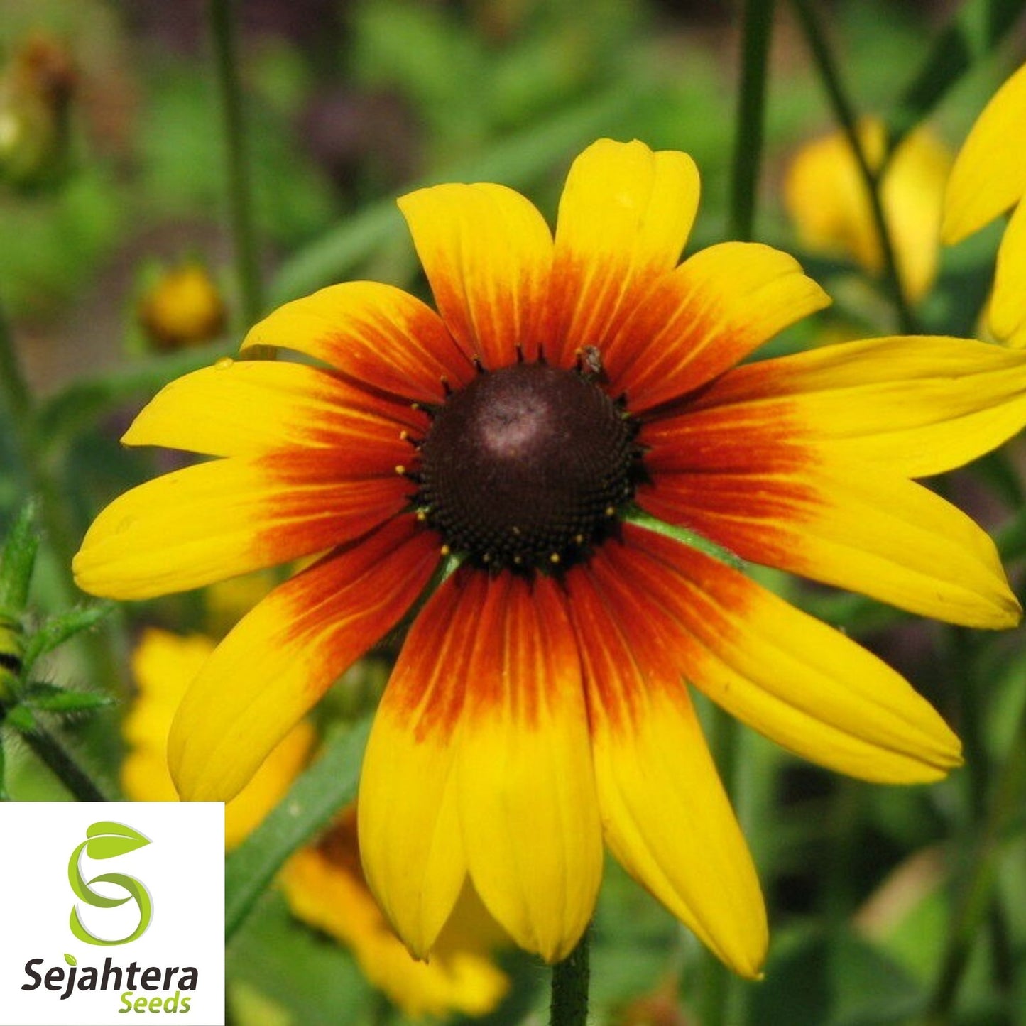 Gloriosa Daisy Seeds 300+ | Perennial Native Wildflower FREE SHIPPING USA