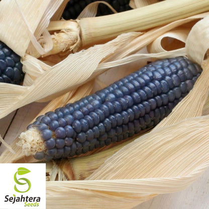 Hopi Blue Corn Seeds - 500+ Heirloom, Non-GMO, Organic & Rare Native Variety