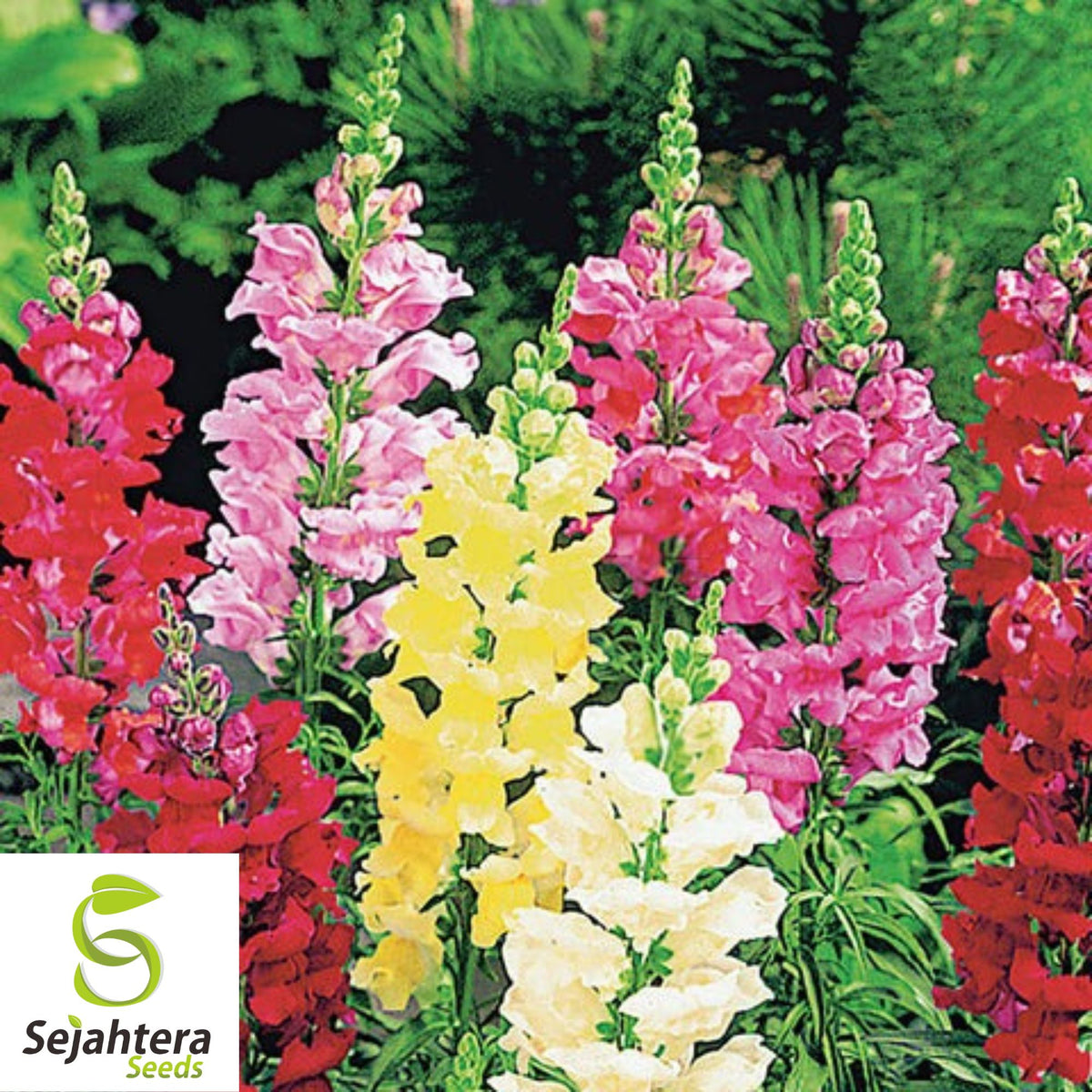 Snapdragon Tall Mix Seeds - 3000+ Bright Colors - Heirloom & Pollinator-Friendly