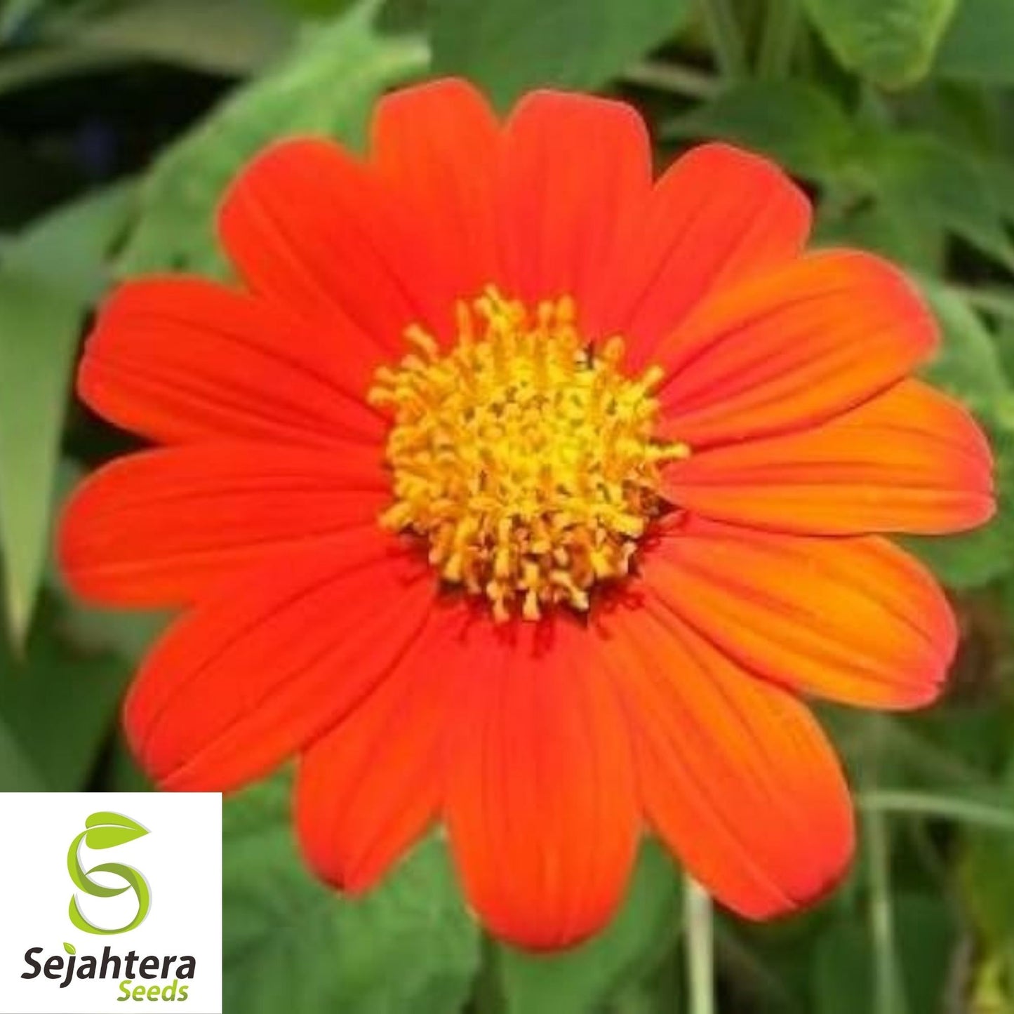 Mexican Sunflower Seeds 50+ | Tithonia Torch Bright Blooms NON-GMO USA