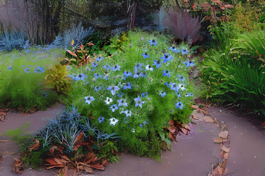 Devil In The Bush Love - A Mist (Nigella damascena)