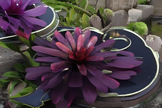 Vriesea Purple Diamond Bromeliad Plant - Burgundy Green Foliage with White and Pink Patterns - Vriesea Hybrid