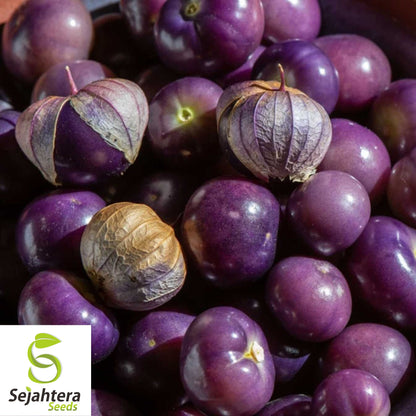 50 Deep Purple Tomatillo Seeds - Physalis ixocarpa, Non-GMO, Unique Vegetable