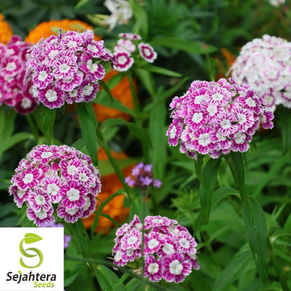 Sweet William Seeds - 200+ Heirloom Dianthus - Perennial, Fragrant & Colorful