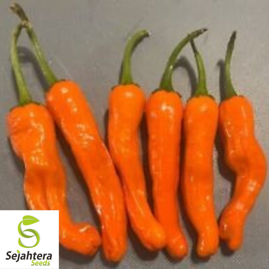 20 Orange Shishito Pepper Seeds - Non-GMO, Sweet & Mild Gourmet Variety