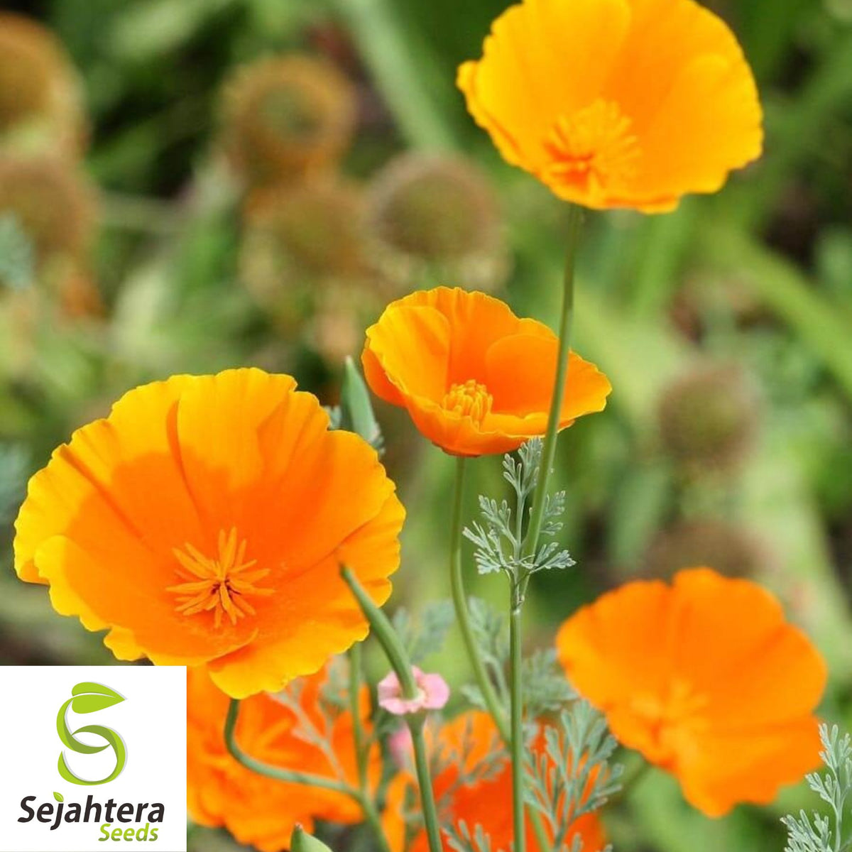 Orange California Poppy Seeds 500+ | Eschscholzia californica Flower USA