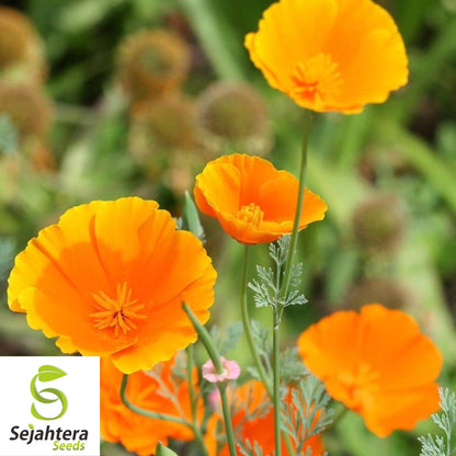 Orange California Poppy Seeds 500+ | Eschscholzia californica Flower USA