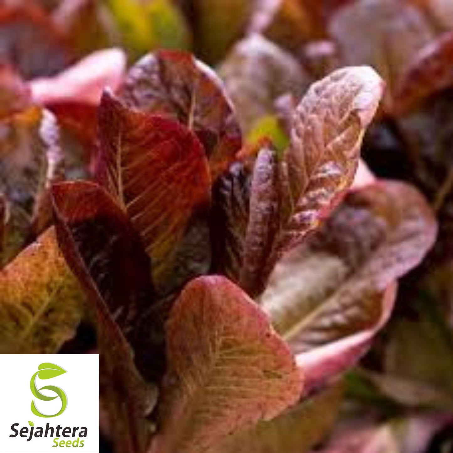 1000 Red Romaine Lettuce Seeds - Non-GMO, Vibrant & Crisp Greens