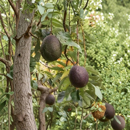 Maria Black Avocado Tree – Persea americana Live Grafted Tree | 3 Gallon Pot | Naturally Dwarf Variety  Rare Avocado Variety | Compact Fruit Tree | Patio & Backyard Ready
