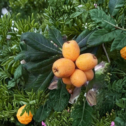 Big Jim Loquat – Eriobotrya japonica Grafted Live Tree | 2 Feet Tall | Ships in 3 Gallon Pot  Large Sweet Fruit | Cold Hardy | Self-Fertile Variety