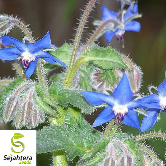 Borage Herb Seeds - 200+ Heirloom, Non-GMO, Pest Repellent & Fresh