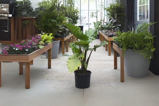 Alocasia Calidora Plant - 5 Gallon Pot - Tropical Elephant Ear - Alocasia macrorrhiza - Live Indoor/Outdoor Houseplant